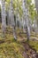 Beautiful Hikiing Trail Through Aspen Forest