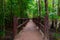 Beautiful hiking trail in the jungles of Krabi