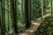 beautiful hiking trail with tall trees in garibaldi provincial park canada