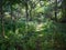 Beautiful hiking trial footpath through lush green forest