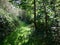Beautiful hiking trial footpath through lush green forest