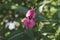 Beautiful Himalayan balsam, Impatiens glandulifera blooming flower close up photo