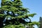 Beautiful Himalayan Cedar Cedrus Deodara, Deodar Cedar growing on the Black Sea coast in city Tuapse