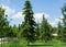 Beautiful Himalayan cedar Cedrus Deodara, Deodar on lush green lawn in public landscape city Park Krasnodar