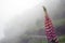 A beautiful Himalayan Indigo Flower in Okhrey Sikkim Eastern Himalaya