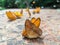 Beautiful Himalayan Small Leopard butterflies on the rock.