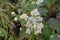 Beautiful Himalyan Wild Anaphalis Flower