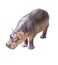 Beautiful Hippopotamus isolated.