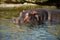 Beautiful hippopotamus portrait in the water