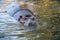 Beautiful hippopotamus portrait in the water