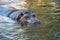 Beautiful hippopotamus portrait in the water
