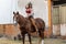 A Beautiful Hispanic Brunette Model Rides A Horse On A Mexican Farm