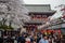 Beautiful historic Asakusa shrine surrounded by cherry blossoms in Tokyo, Japan
