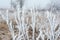 Beautiful hoarfrost on the frozen bush branches with white fog.