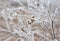 Beautiful hoarfrost on the rapeseed and bush branches with fog.