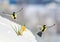 Beautiful holiday card with two birds tit fly widely spreading their wings over the first tender yellow flowers crocuses make