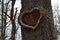 Beautiful hollow in a tree in the shape of a heart