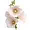 Beautiful hollyhock flower or althaea flower