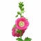 Beautiful hollyhock flower or althaea flower