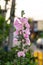 Beautiful hollyhock flower in garden. Pink malva Silvestris. Mallow. Vervain mallow or hollyhock mallow in summer.