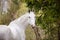 Beautiful holstein grey stallion horse on green forest background