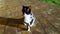 A beautiful home black and white cat sits on a cold tile.