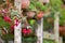 Beautiful home grown Fuchsia flowers in vibrant pink hanging fro