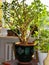 Beautiful home plant money tree- CrÃ¡ssula