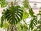 Beautiful home plant philodendron