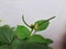 Beautiful home terrace pot grown Green Gram Plant with Hairy in a seeds bunch isolated on white wall background