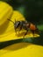 Beautiful honey bee