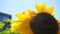 Beautiful honey bee collecting nectar from bright and showy big yellow sunflower head close up.