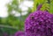 Beautiful honey bee extracting nectar from bright and showy Allium Giganteum flowers close up. Vivid giant balls of blooming Alliu