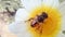 A beautiful honey bee sit on flower.
