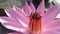 Beautiful honey bees extract nectar from pink lotus flowers