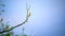 Beautiful Hoopoe, Eurasian Hoopoe Upupa epops, breast profile, standing on a branch