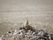 A beautiful hoopoe sits among the rocks while singing and looks around