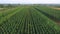 Beautiful hop plantation, aerial view