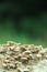 Beautiful horizontal closeup of a tiny mushroom growing on tee trunk with green moss and dark bokeh forest background. Macro of