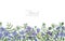 Beautiful horizontal floral backdrop decorated with blue and purple wild meadow blooming flowers growing at bottom edge