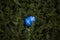 Beautiful horizontal shot of an oval blue pebble surrounded by green leaves