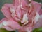 Beautiful horizontal shot of pink South African Amaryllis on a blurred background