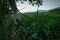 Beautiful horizontal shot of a tree trunk with some fallen branches isolated in a field