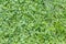 Beautiful horizontal texture of green clover and Creeping Wild Rye grass is in summer