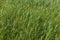 Beautiful horizontal texture of green Creeping Wild Rye grass is in summer