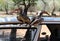 Beautiful hornbills sitting on a car door at an african national park
