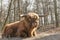 Beautiful horned Highland Cattle in a natural environment.