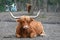 Beautiful horned Highland Cattle in a natural environment.