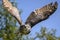 Beautiful horned owl flying