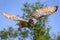 Beautiful horned owl flying